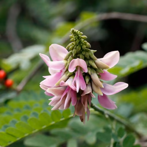 Abrus cantoniensis (Abrus melanospermus subsp. melanospermus)