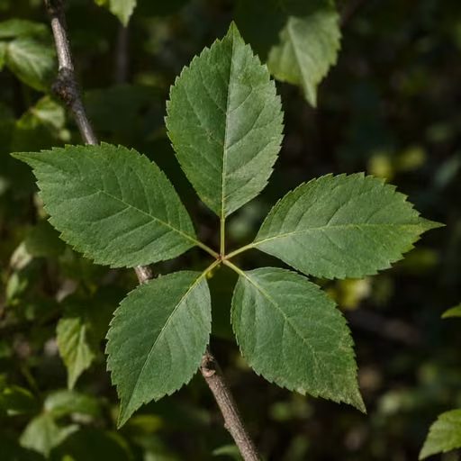 Acanthopanax koreanum leaf