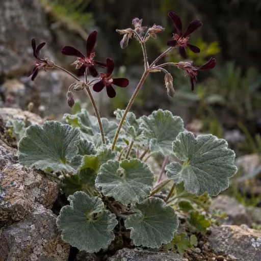 African geranium