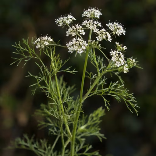 Ajwain