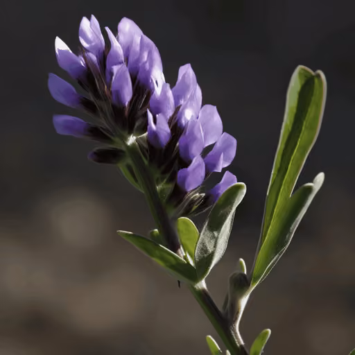 Alfalfa (Medicago sativa)