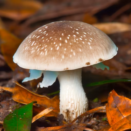 Almond mushroom (Agaricus subrufescens)