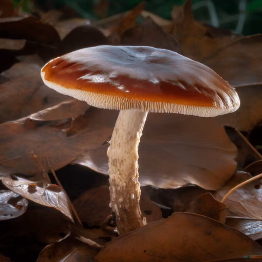 Amauroderma