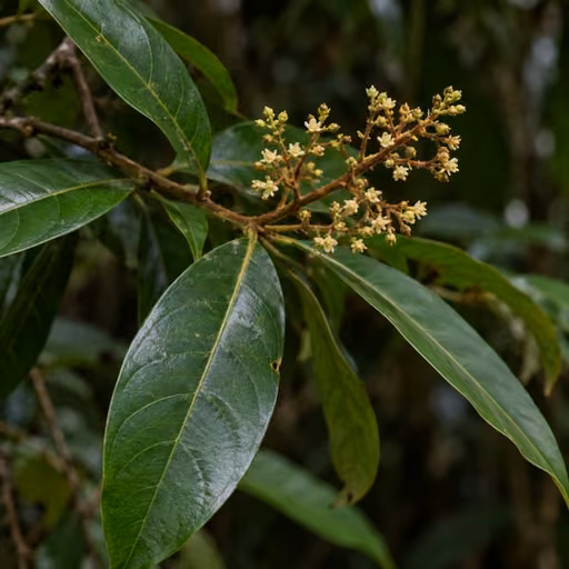 Aniba