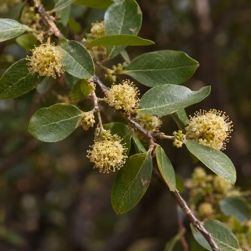 Anogeissus leiocarpus
