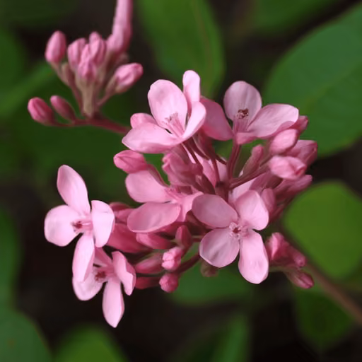 Apocynum venetum