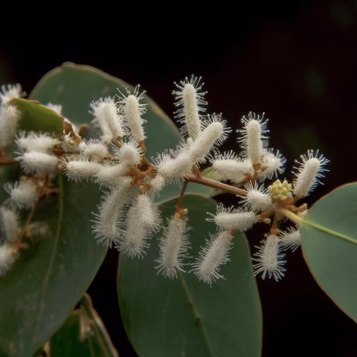 Arjuna (Terminalia arjuna)