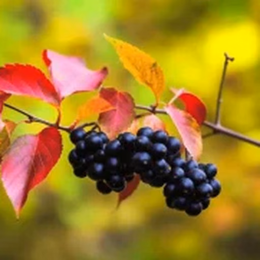 Aronia