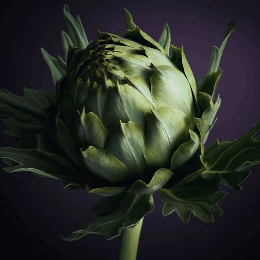 Artichoke leaf