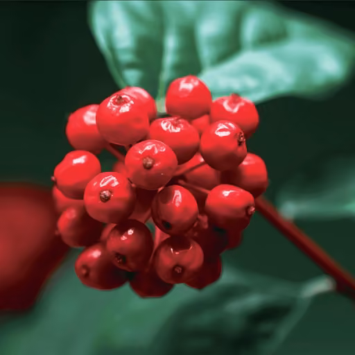Asian ginseng (Panax ginseng)
