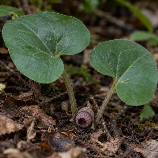 Asiasari radix