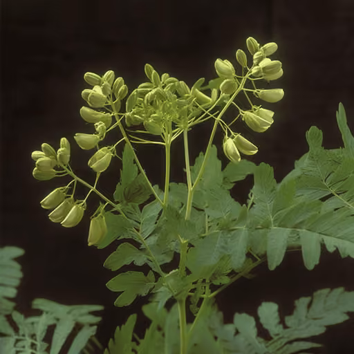 Astragalus complanatus