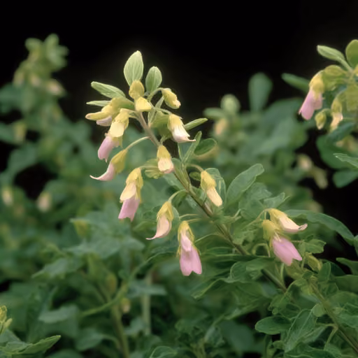 Astragalus Root Extract Astragalus Polysacharin (Astragalus mongholicus)
