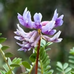 Astragalus