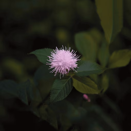 Atractylodes chinensis (cang zhu) (Atractylodes lancea)