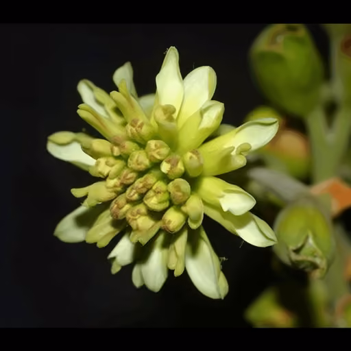 Avocado (Persea americana)