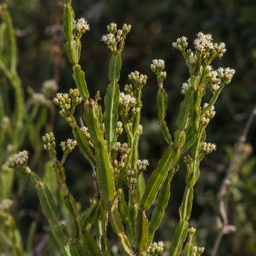 Baccharis trimera