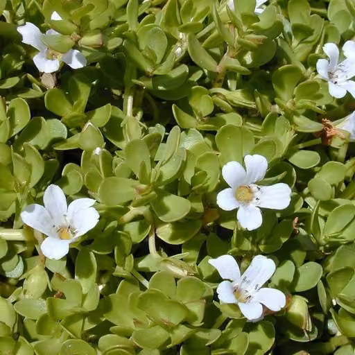 Bacopa