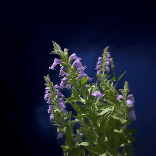 Baikal skullcap (Scutellaria baicalensis)