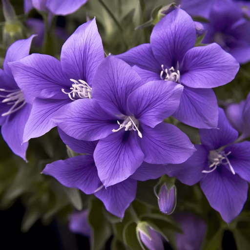 Balloon flower