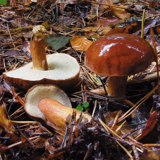 Bay bolete (Imleria badia)