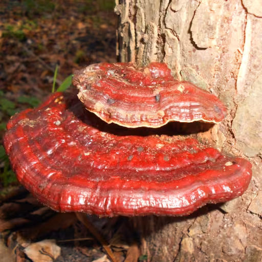Beeswax bracket (Ganoderma pfeifferi)