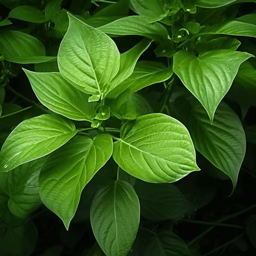 Betel leaf (Piper betle)