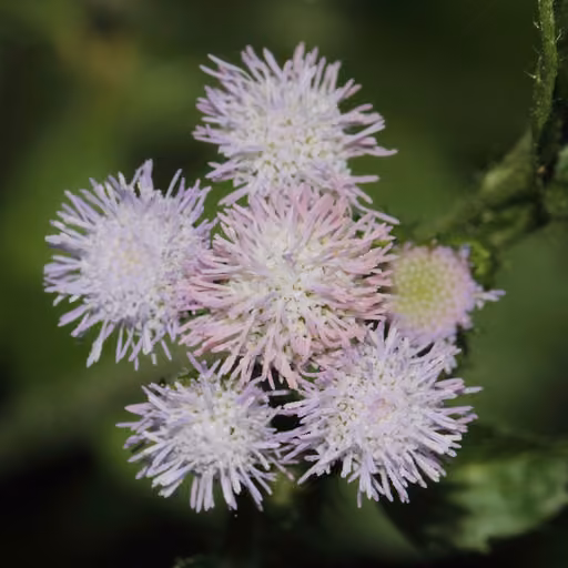 Billygoat weed (Ageratum conyzoides)