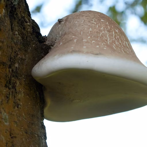 Birch Polypore (Fomitopsis betulina)