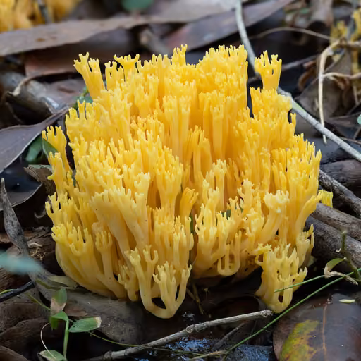 Bitter coral (Ramaria fennica)