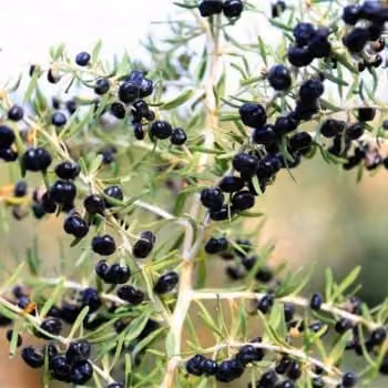 Black goji berry (Lycium ruthenicum)