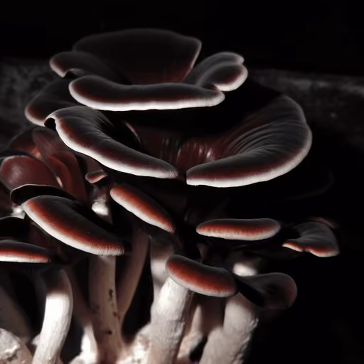 Black Reishi (Ganoderma sinense)