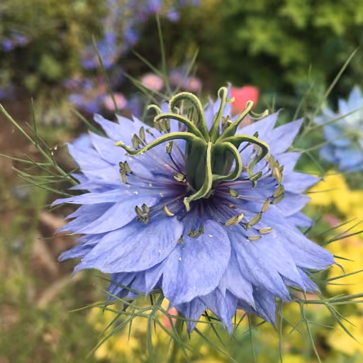 Black Seed (Nigella sativa)