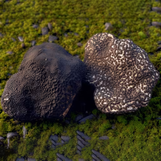 Black Truffle (Tuber melanosporum)