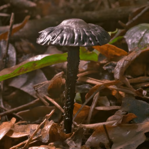 Blood Lingzhi (Amauroderma rugosum)