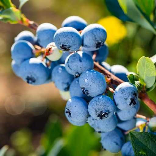 Blueberry (Vaccinium corymbosum)