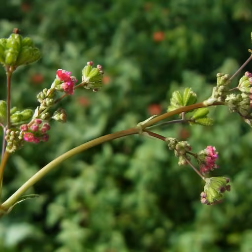 Boerhaavia diffusa (Boerhavia diffusa)