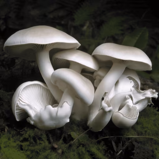 Branched Oyster (Tamogi) (Pleurotus cornucopiae)
