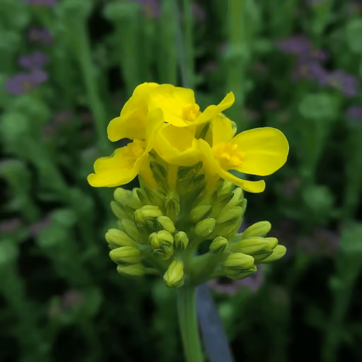 Brassica rapa (turnip)