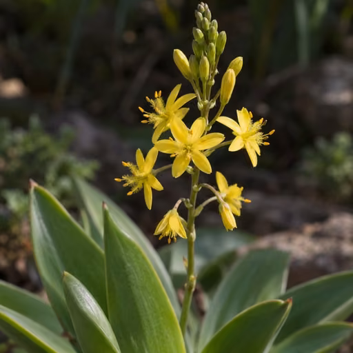 Broad-leaved bulbine