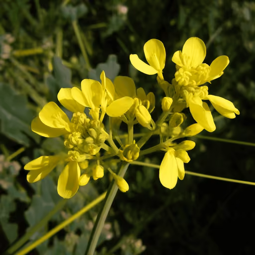 Brown Mustard (Brassica juncea)