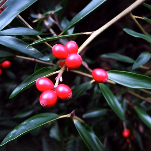 Butcher's broom (Ruscus aculeatus)