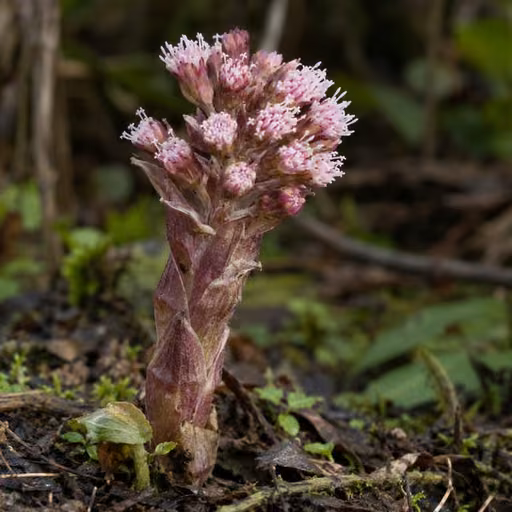 Butterbur (PA-free leaf extract)