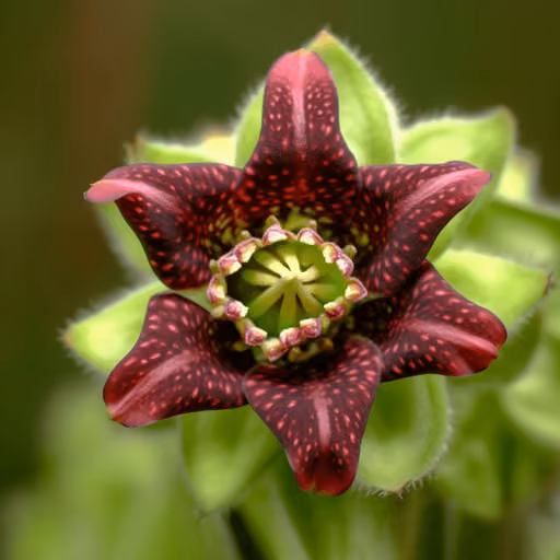 Caralluma fimbriata