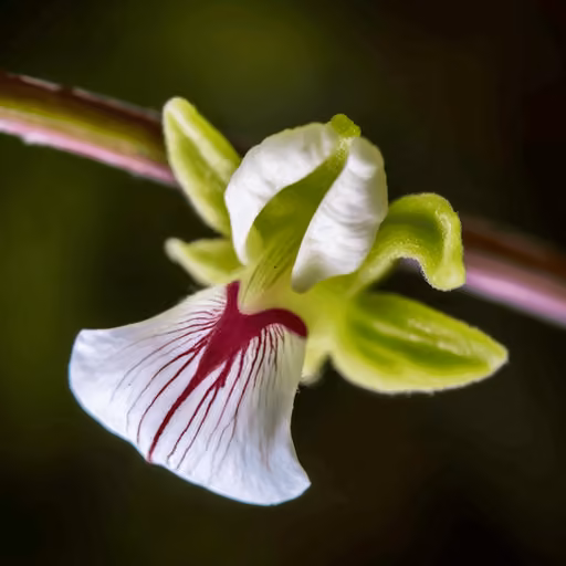 Cardamom (Elettaria cardamomum)