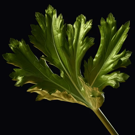Celery (Apium graveolens)