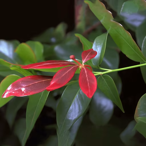Ceylon cinnamon (Cinnamomum verum)