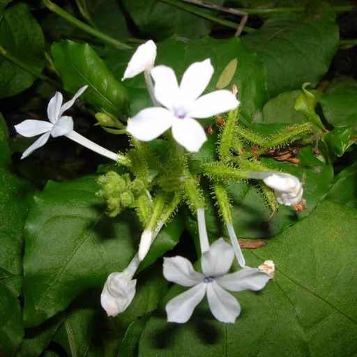 Ceylon leadwort (Plumbago zeylanica)