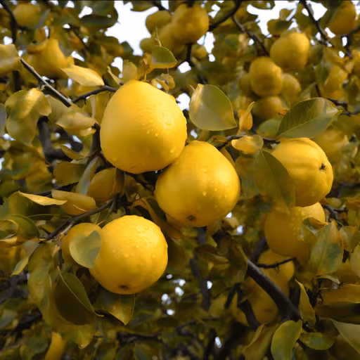 Chaenomeles sinensis (Thouin) Koehne extract (Pseudocydonia sinensis)