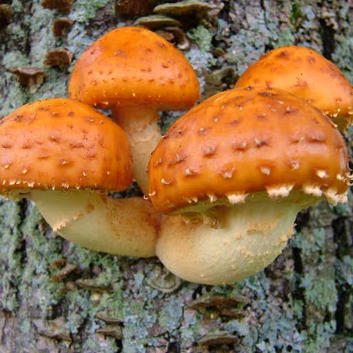 Chestnut Mushroom (Pholiota adiposa)